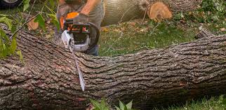 Best Tree Removal Service  in Monroe, LA