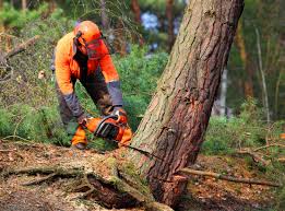 Best Storm Damage Tree Cleanup  in Monroe, LA