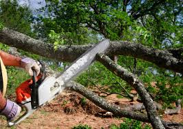 Best Commercial Tree Services  in Monroe, LA