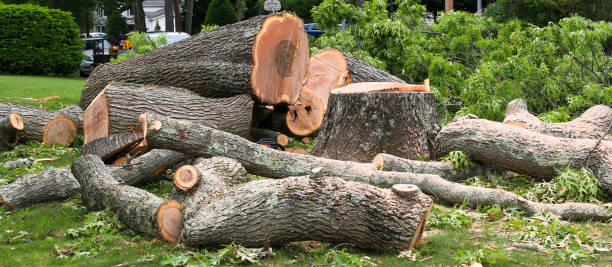 Best Tree Disease Treatment  in Monroe, LA