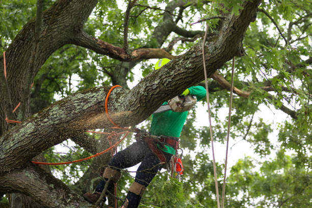 Trusted Monroe, LA Tree Services Experts