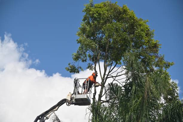 Best Tree Preservation Services  in Monroe, LA