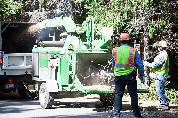 Best Hazardous Tree Removal  in Monroe, LA