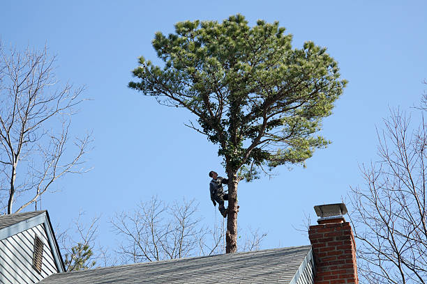 Best Tree Health Inspection  in Monroe, LA